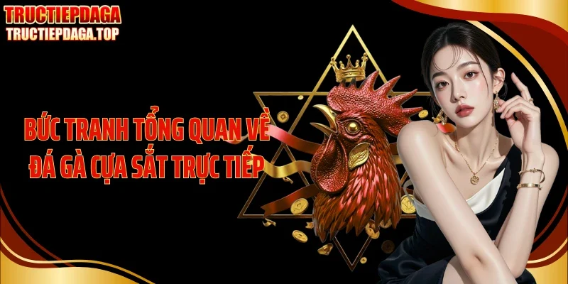 buc tranh tong quan ve da ga cua sat truc tiep Bức tranh tổng quan về đá gà cựa sắt trực tiếp