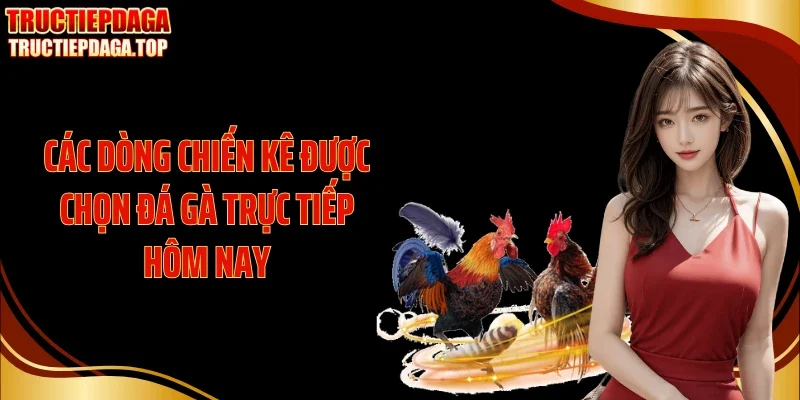 cac dong chien ke duoc chon da ga truc tiep hom nay Các dòng chiến kê được chọn đá gà trực tiếp hôm nay