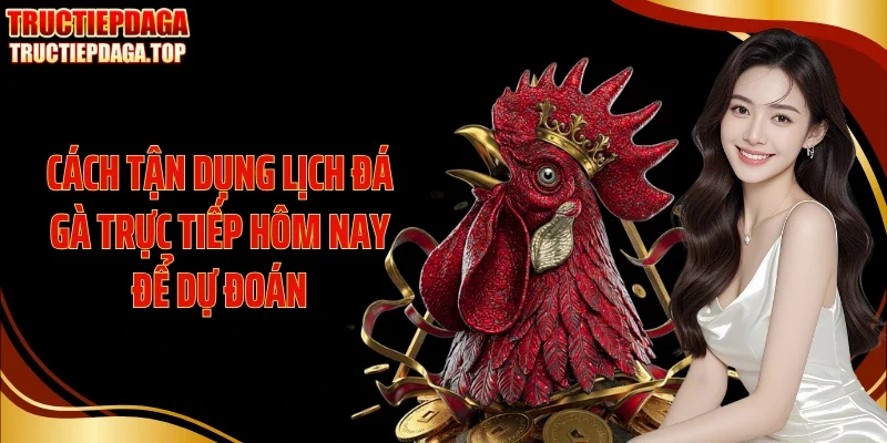 cach tan dung lich da ga truc tiep hom nay de du doan Cách tận dụng lịch đá gà trực tiếp hôm nay để dự đoán