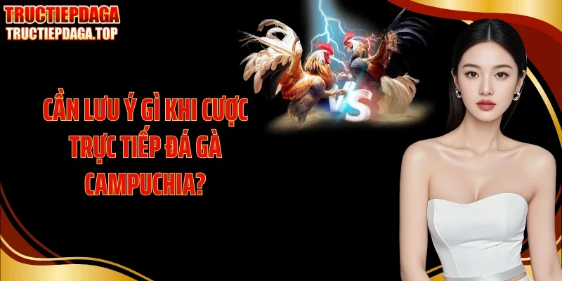 can luu y gi khi cuoc truc tiep da ga campuchia Cần lưu ý gì khi cược trực tiếp đá gà Campuchia?