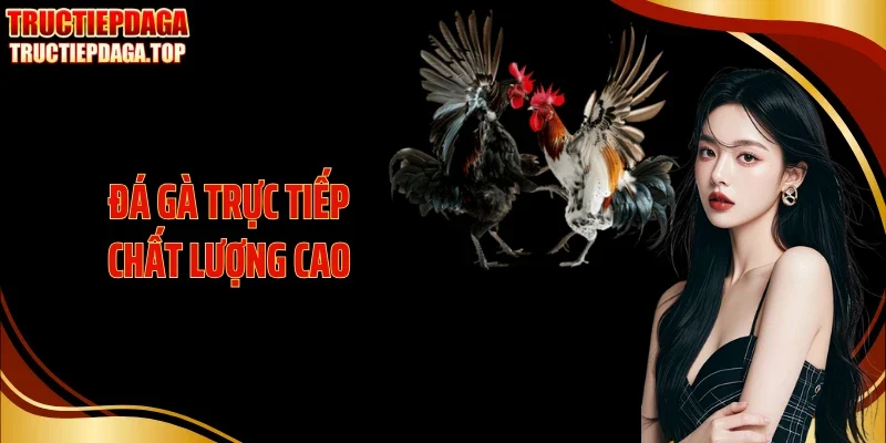 da ga truc tiep chat luong cao thumb