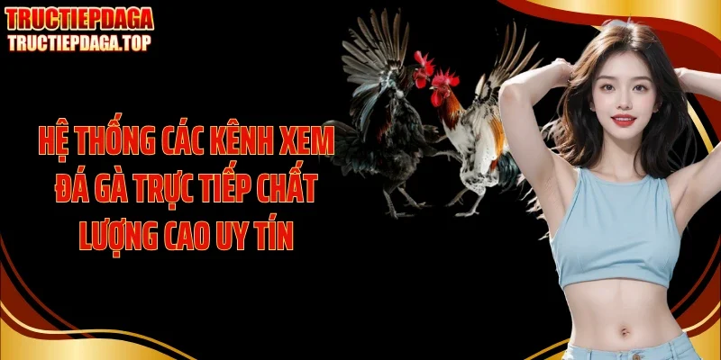he thong cac kenh xem da ga truc tiep chat luong cao uy tin Hệ thống các kênh xem đá gà trực tiếp chất lượng cao uy tín