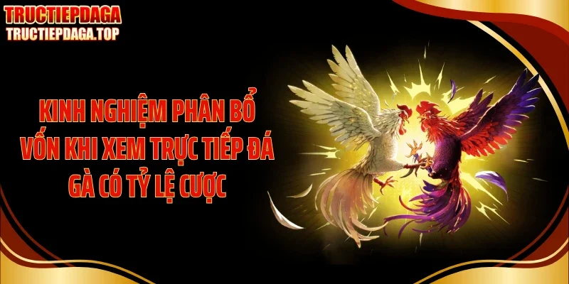 Kinh nghiệm phân bổ vốn khi xem trực tiếp đá gà có tỷ lệ cược