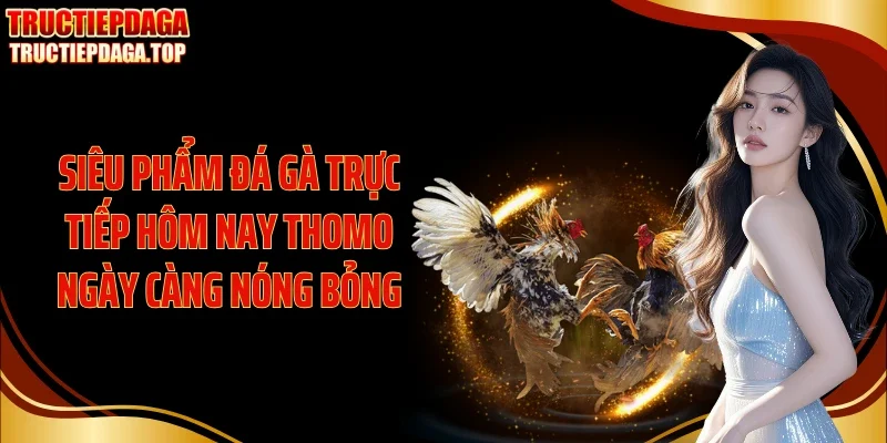 sieu pham da ga truc tiep hom nay thomo ngay cang nong bong Siêu phẩm đá gà trực tiếp hôm nay Thomo ngày càng nóng bỏng