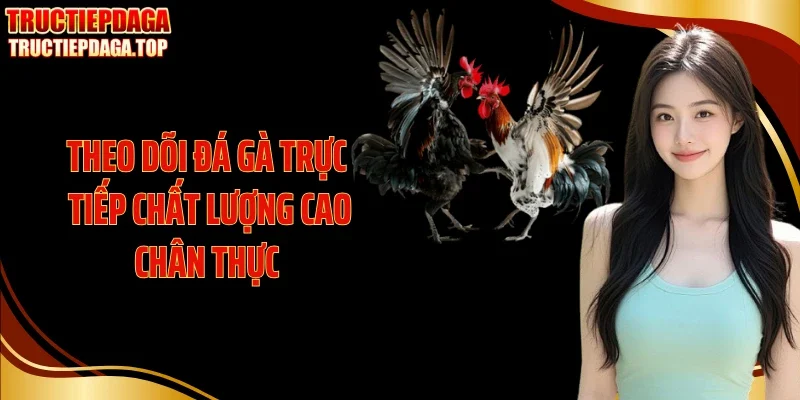 theo doi da ga truc tiep chat luong cao chan thuc Theo dõi đá gà trực tiếp chất lượng cao chân thực