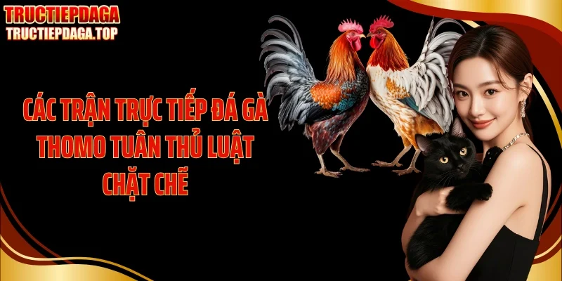 Các trận trực tiếp đá gà thomo tuân thủ luật chặt chẽ